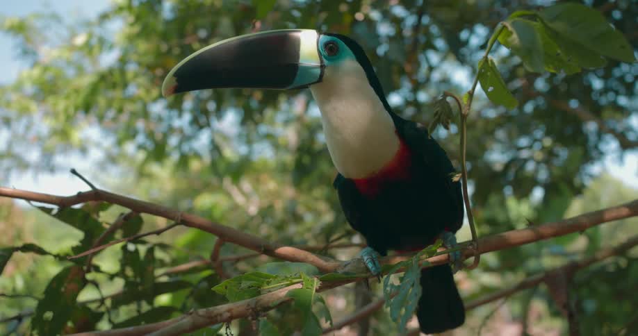 A toucan resting on a tree branch during the day
