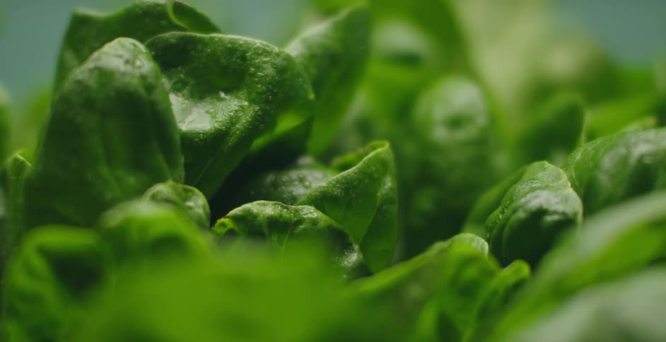 Close up view of plants are displayed