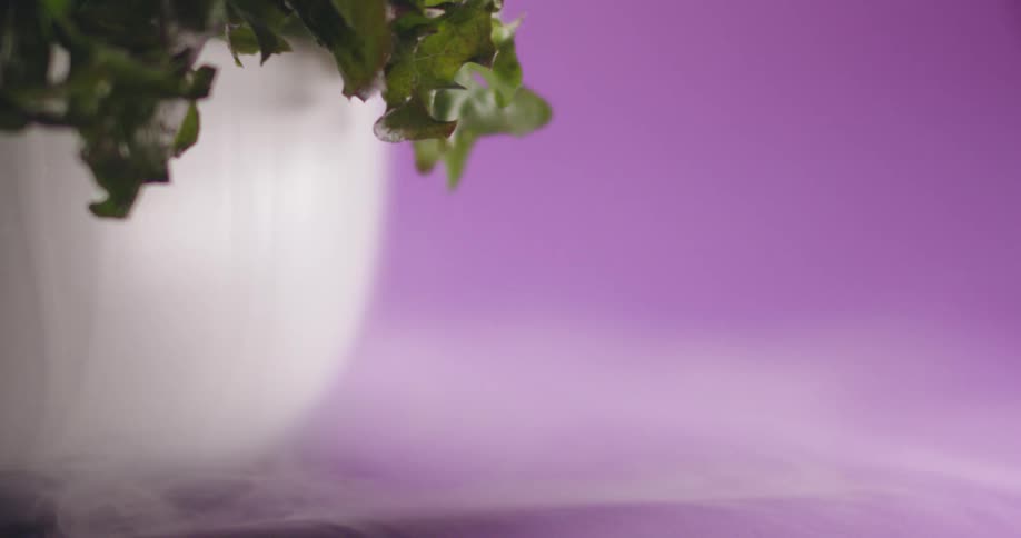 Plants are on display in a pot