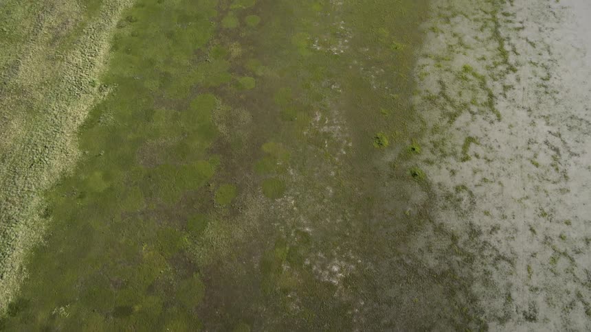 Frost covers part of a field of moss