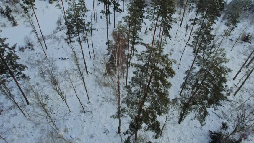 Aerial view of snow covered trees in a forest with wind turbines high above the trees