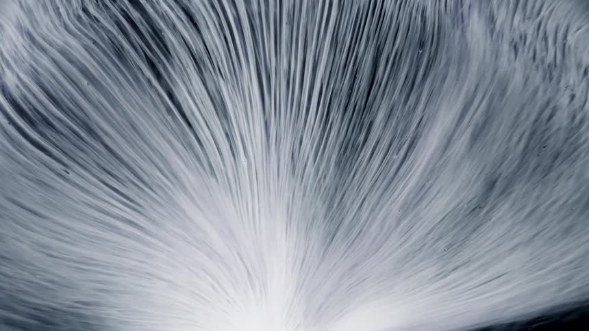 Abstract gray color lines move up in a circular shape spreading like a feather