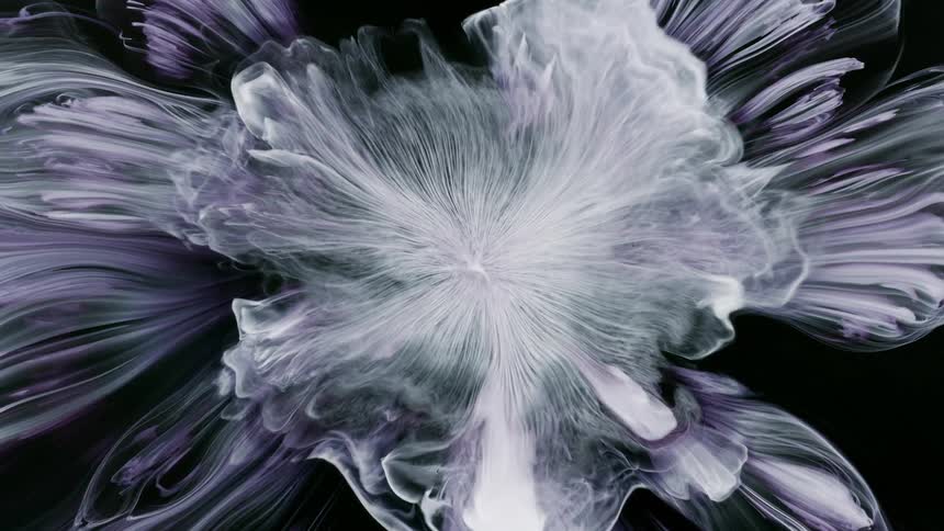 Abstract purple and gray colors move like a flower blooming