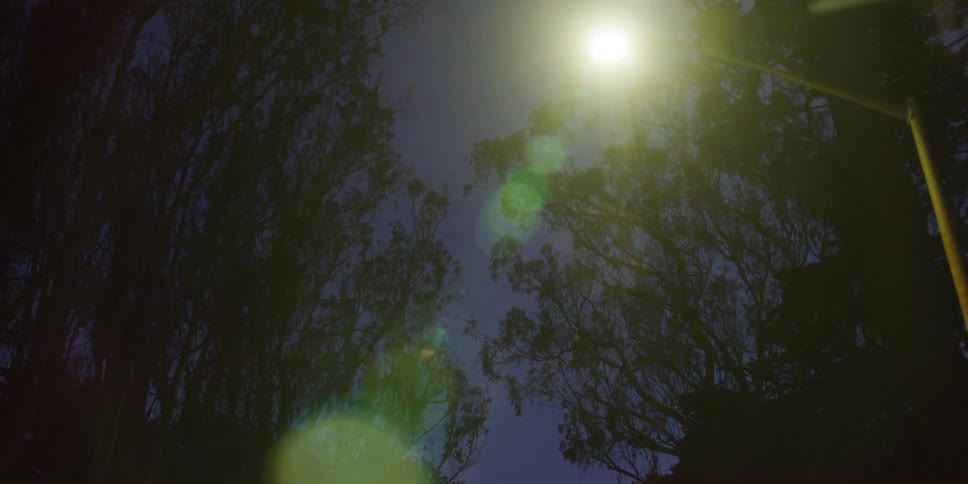 A street light is shining on trees at night