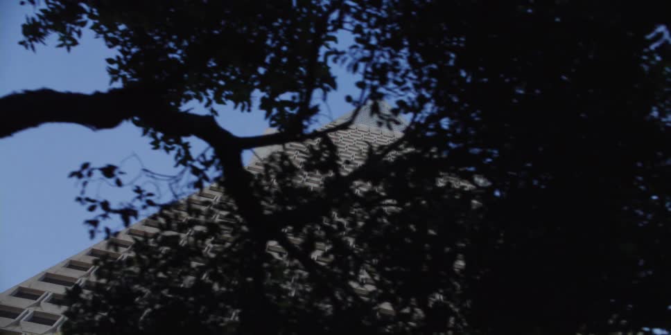 Silhouette of trees in front of the transamerica pyramid in san francisco