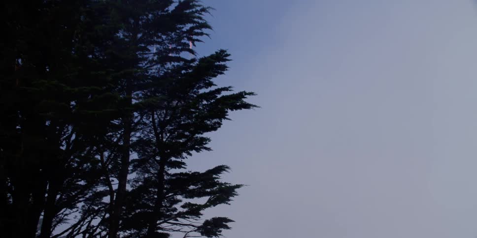 The tall tree is under the cloudy sky