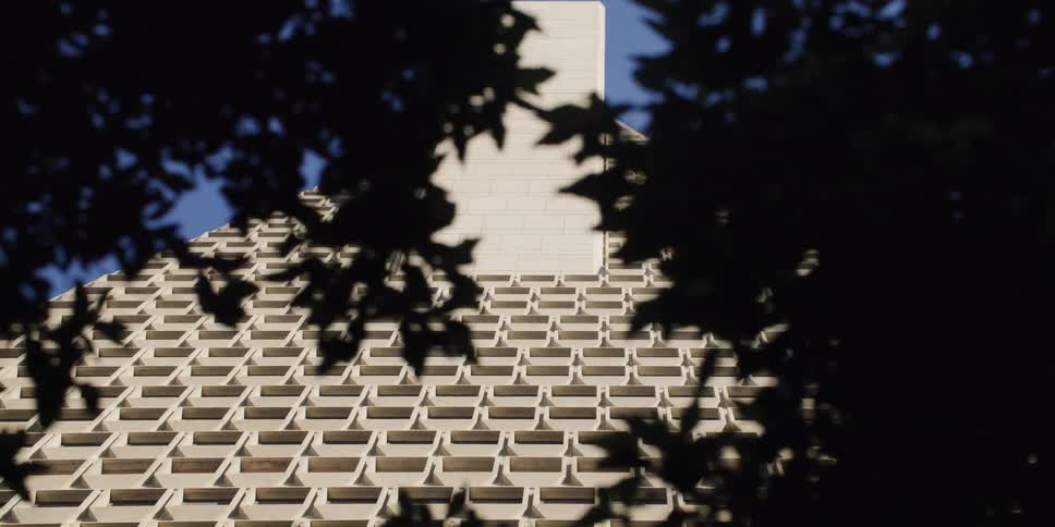Looking up at the transamerica pyramid in san francisco through the trees and branches