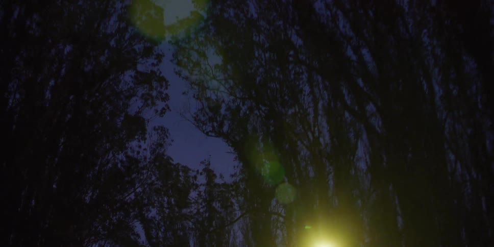 Trees arch overhead towering over streetlight and silhouetted against the sky at night