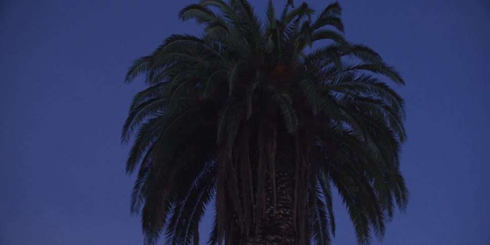 Close up view of a palm tree is displayed at dusk