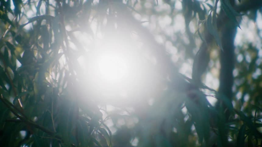 The sun is shining brightly through trees in a forest
