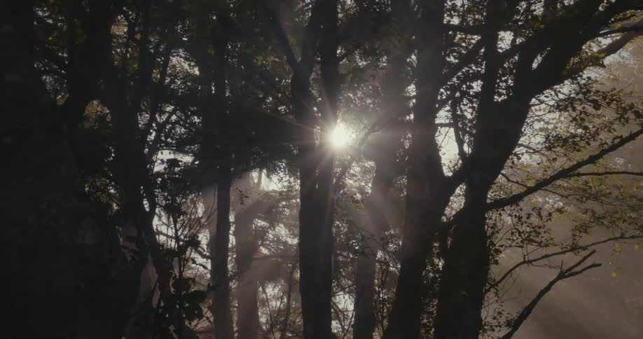 The sun is shining brightly through trees in a forest