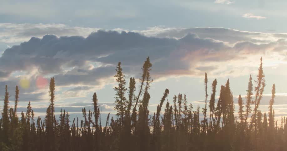 Silhouette of wild plants growing outdoors at sunset