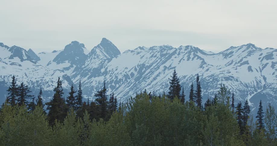 Pine tree forest in front of a snow covered mountain range at morning