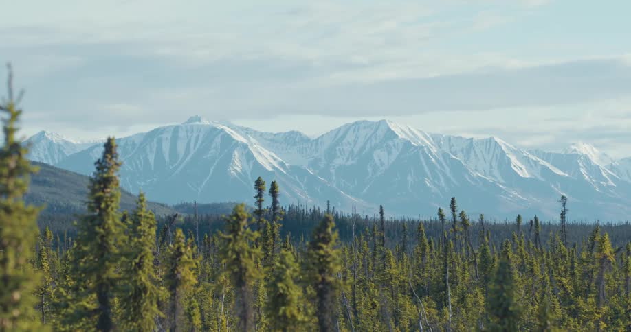 A forest of trees move in the breeze with a snow covered mountain range in the distance