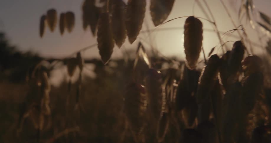 Plants move in the breeze as the sun shines brightly upon them