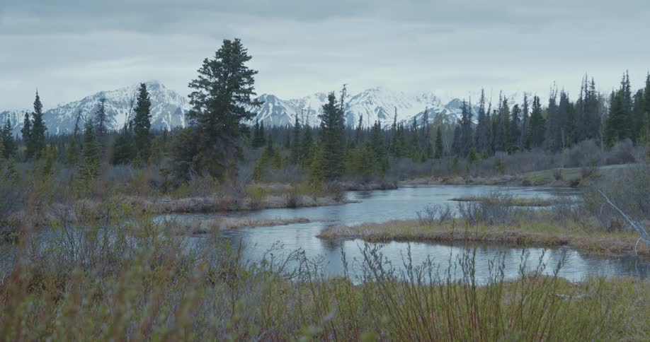 Calm river flowing in the wilderness close to a pine tree forest in front of a snow covered mountain range