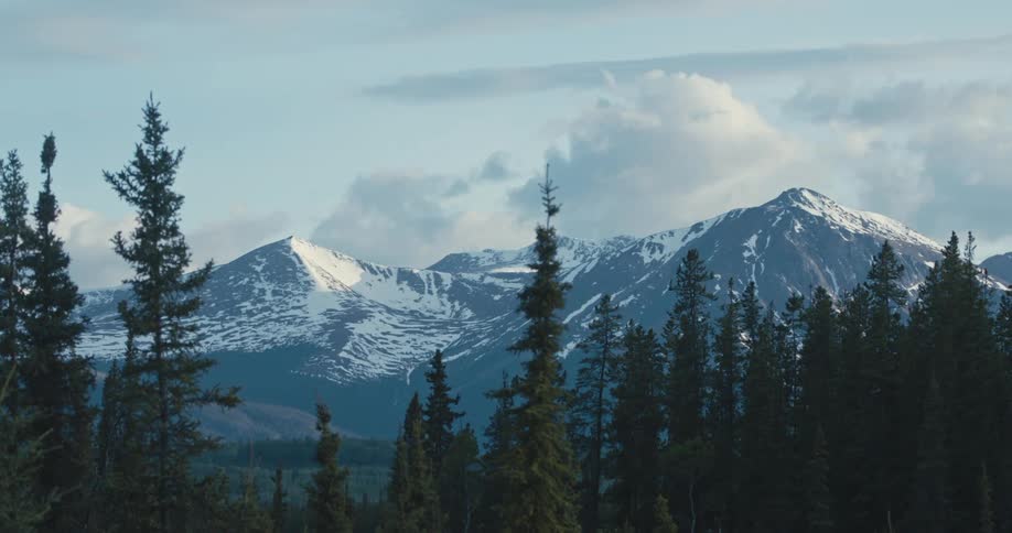 Pine tree forest in front of the snow covered mountain peaks at morning