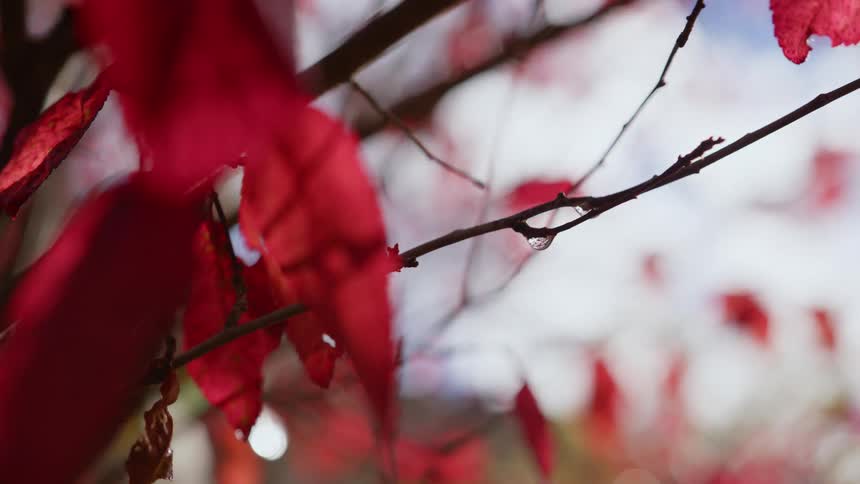 Close up of tree branches with red leaves