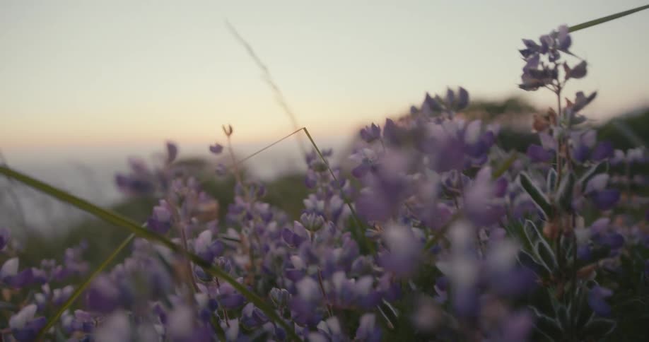 Wildflowers swaying on a hill overlooking the coast at sunset