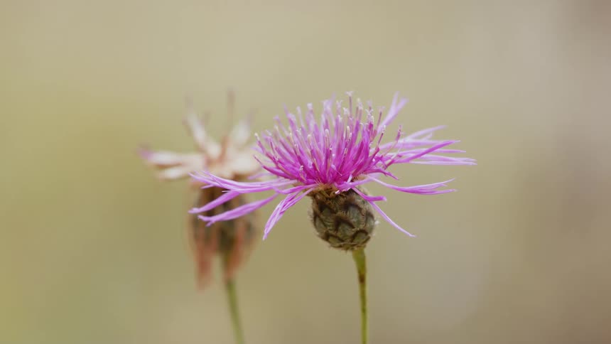 Milk thistle flower slowly moving in the wind outdoors