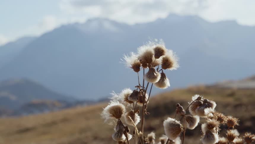 Plants move in the breeze and there are mountains in the distance