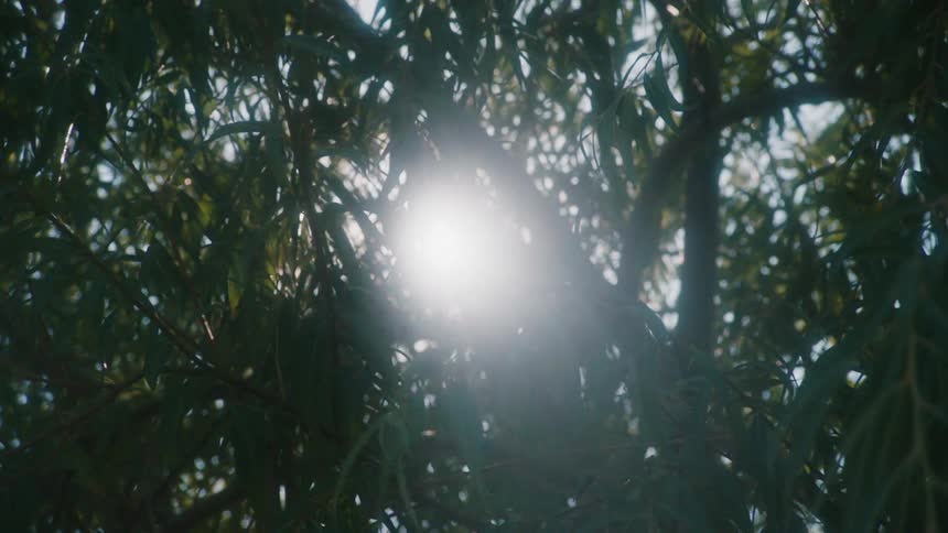 The sun is shining brightly through trees in a forest