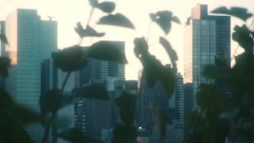 High rise buildings seen from behind tree branches in the city