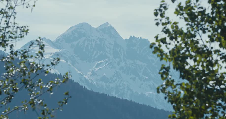 Tree leaves moving in the wind in front of a tall mountain range covered in snow