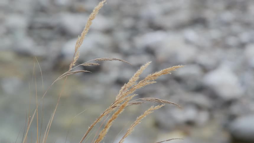 Grass stalks wave in the breeze as water rushes past shore