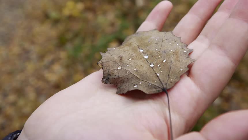 Person holds dried leaf with water droplets on it in their hand