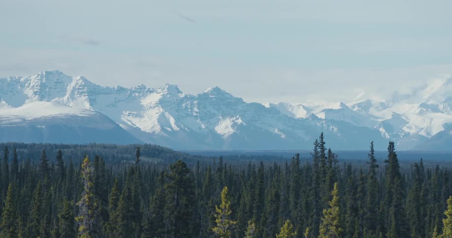 A forest of trees with snow covered mountains in the distance