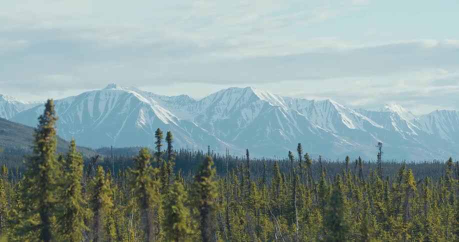 A forest of trees moves in the breeze and a snow covered mountain range is in the distance