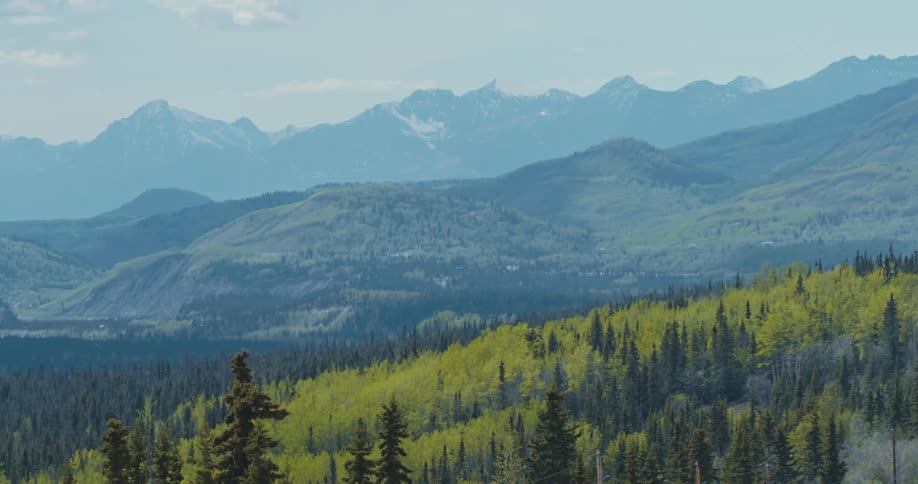 Pines and trees on the forest on the hill slopes close to a mountain range