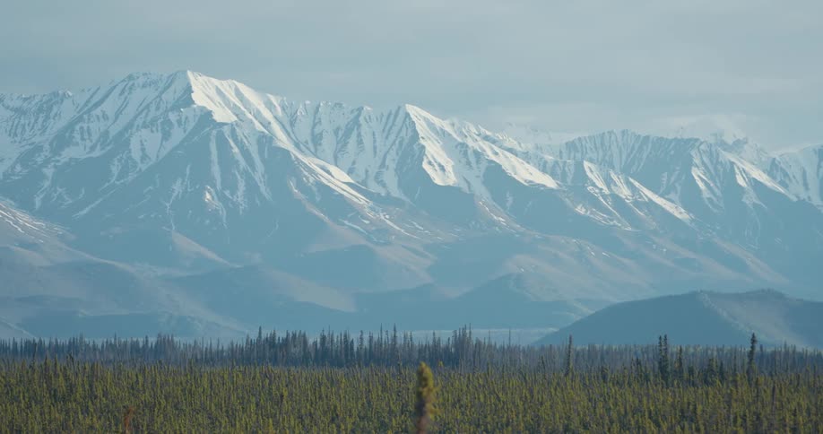 A forest of trees is at the foot of a snow covered mountain range