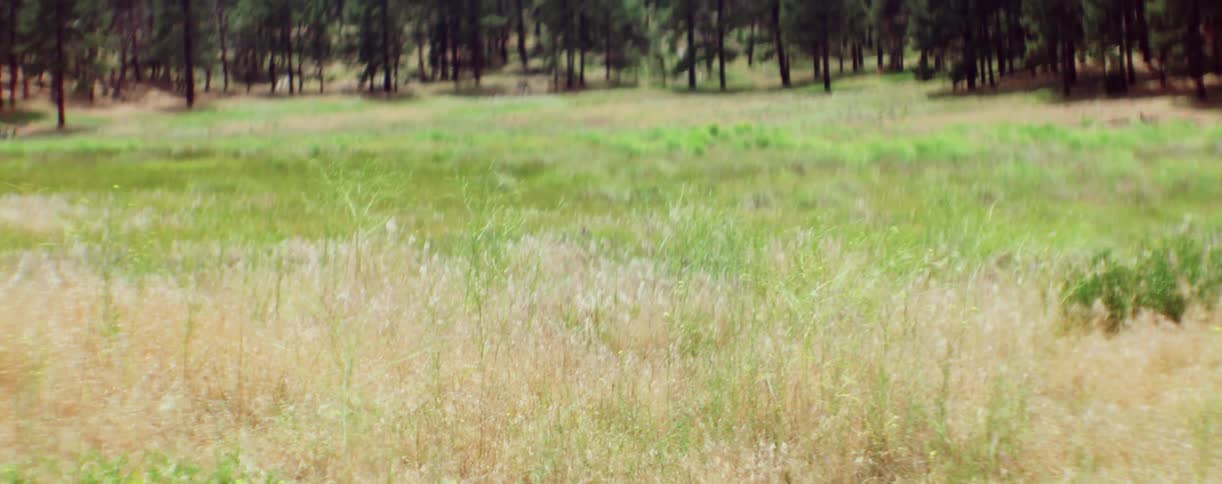 Tall grass in a field blows in the breeze
