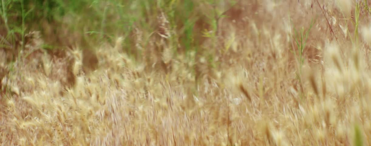 Golden stalks of foliage blowing in the breeze