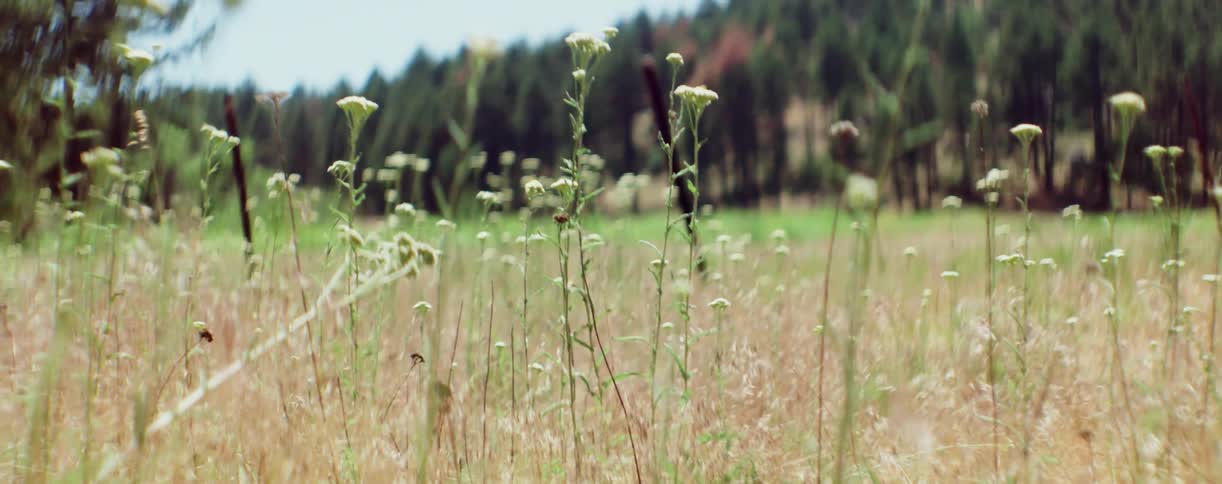 Tall weeds waving in the wind