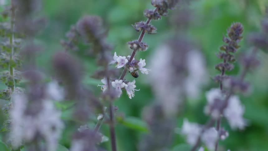 A bee feeding from small purple flowers before flying away