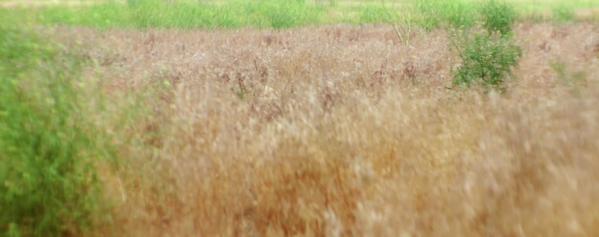 Brown and green grasses sway in the breeze during the day