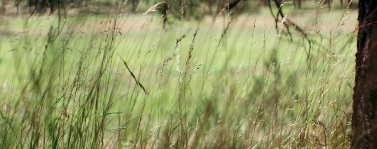 Tall grass stalks sway in the breeze during the day