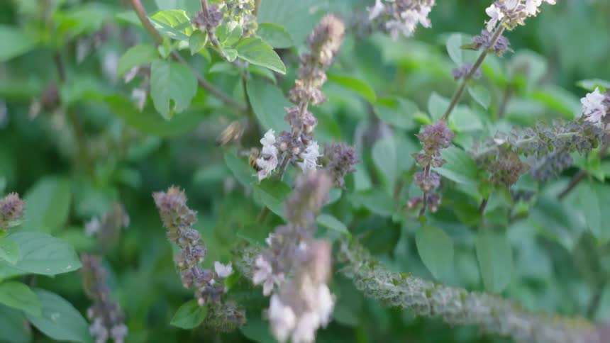 Bees buzzing around and landing on flowers