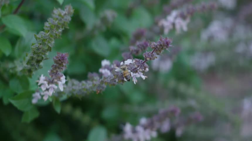 A bee flying from a flowery bush