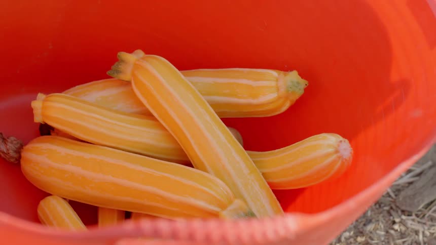 Yellow summer squash in a bucket