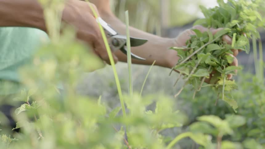 A man harvesting and trimming herbs