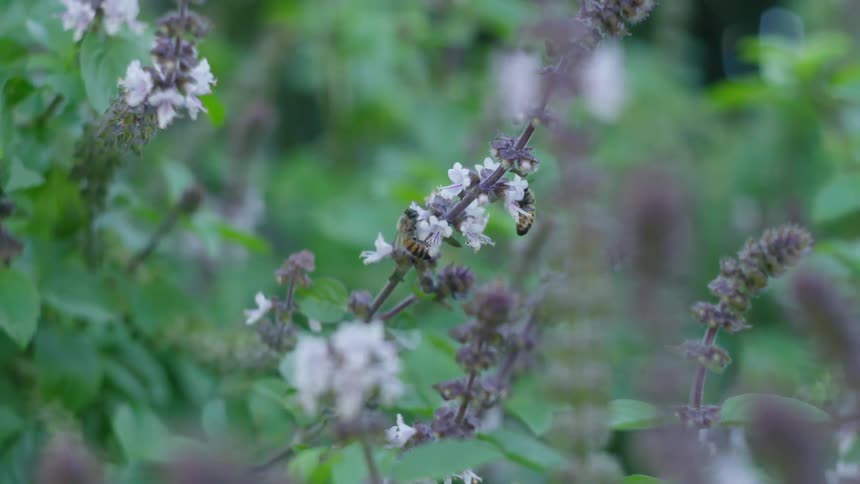 Bees feeding from flowers before flying off