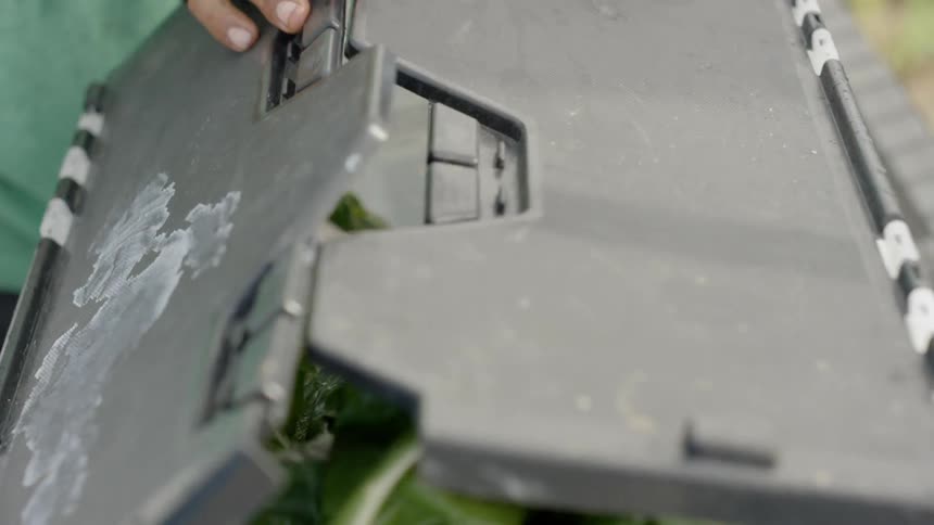 An agricultural worker is putting leafy greens in a bin
