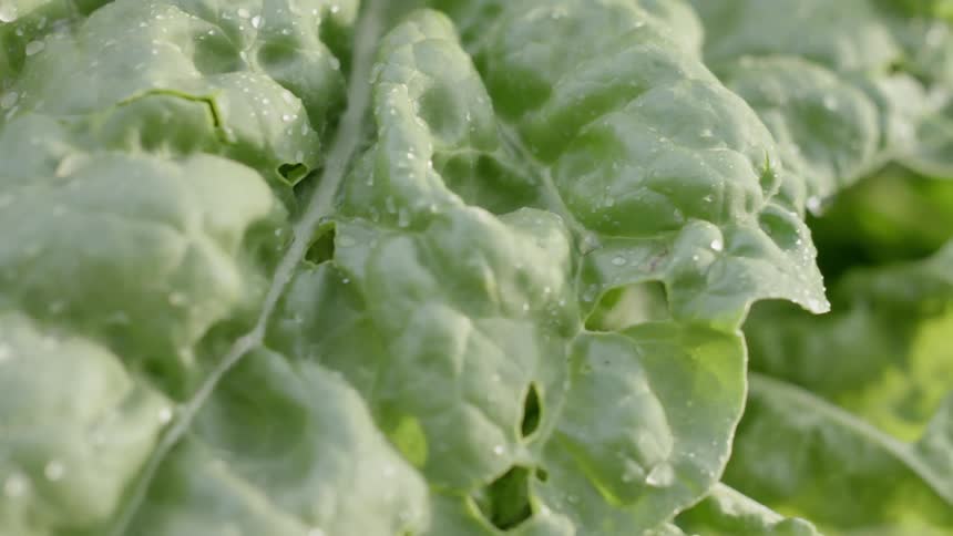 Water droplets clinging to vegetable leaves