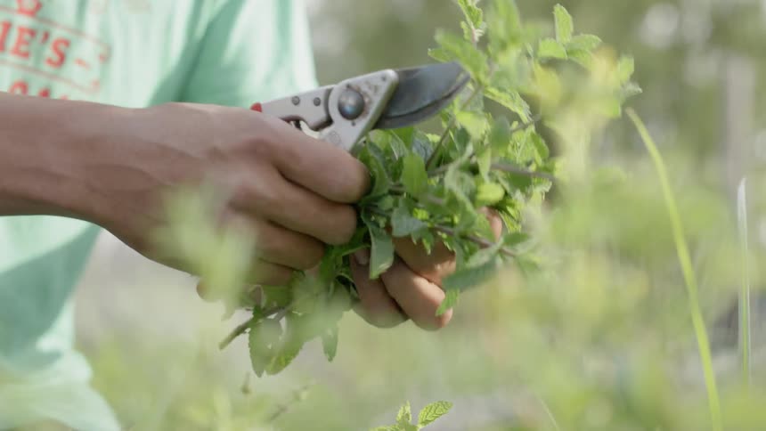 A man trimming a handful of herbs