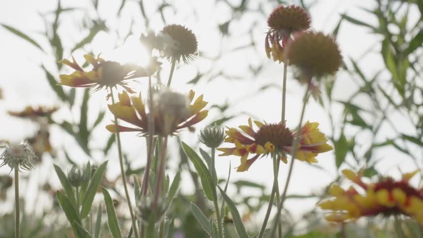 Yellow and red flowers sway in the breeze and sunshine