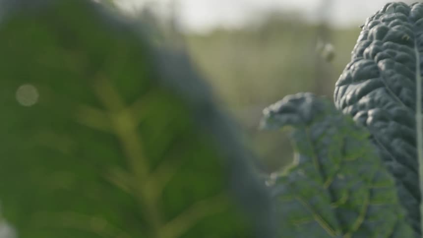 Leaves and plants in a garden on sunny day